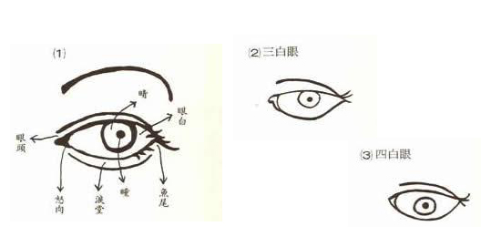 面相眉毛算命图解大全_面相算命图解大全贴面耳的面相_女士面相算命图解大全