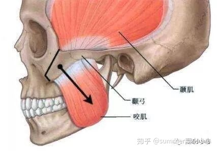 男人额头窄颧骨宽面相_男人颧骨高额头窄面相_颧骨高下颌角宽额头窄面相