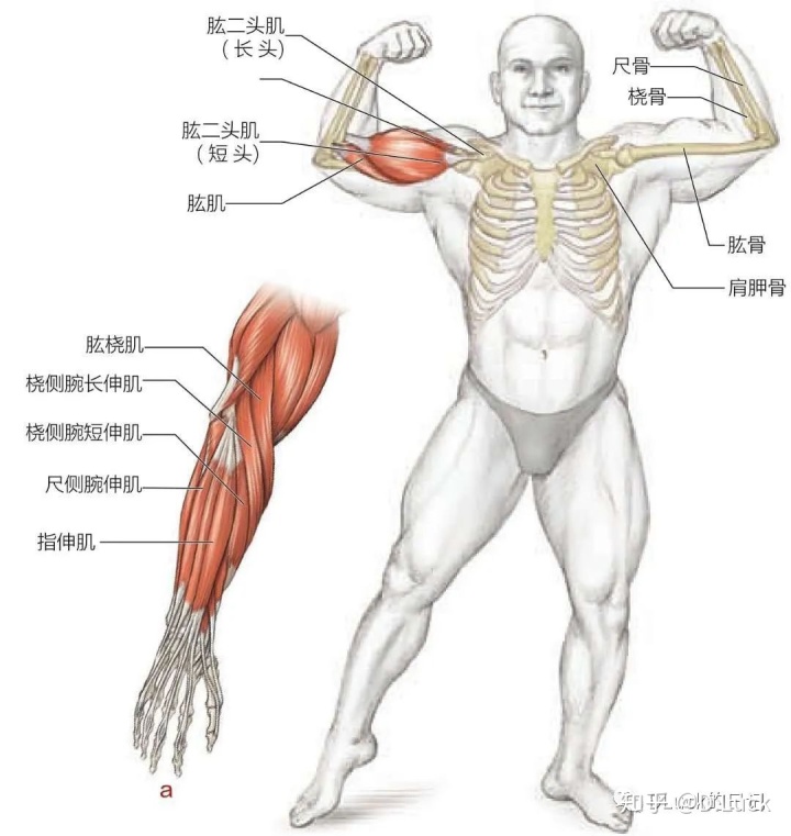 手臂上有痣看相图解旺夫相_手臂上有痣看相图解_女人腹部有痣看相图解