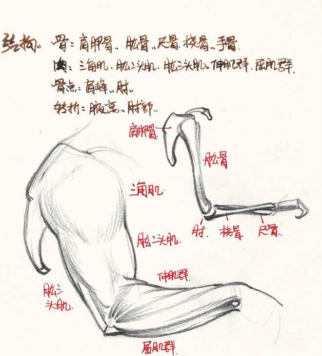 手臂上有痣看相图解_女人腹部有痣看相图解_手臂上有痣看相图解旺夫相