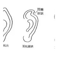 大s耳朵是什么耳_面相耳朵图解_大s耳朵面相