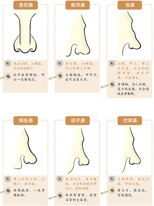 
:鼻子在面相学上