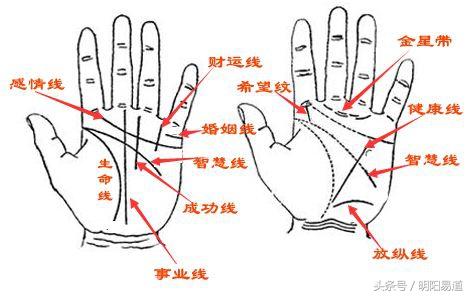 生命线是从拇指与食指外侧中间开始，往掌底走的纹路