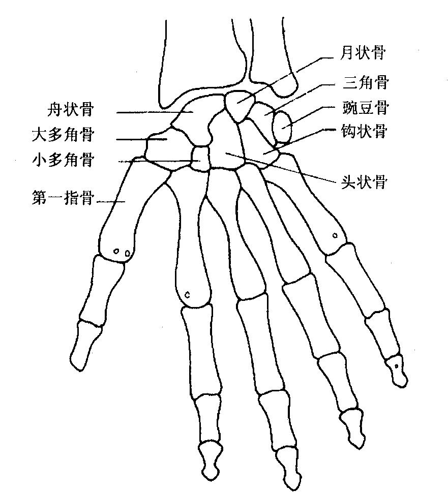 女人右手手腕处有痣代表什么右手臂内侧有痣(组图)