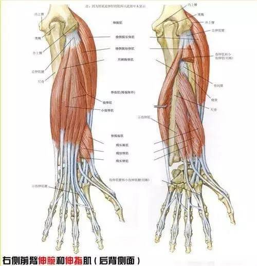 女人右手手腕处有痣代表什么右手臂内侧有痣(组图)