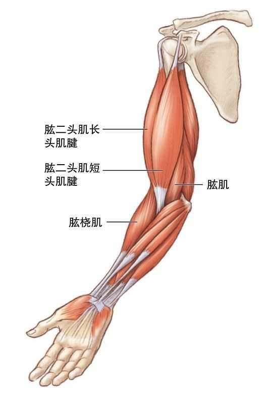 胳膊上有痣代表什么？胳膊长痣有什么含义