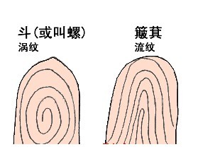 怎么从十指指纹算命看你命运吉凶？怎么看性格？