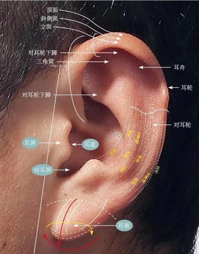 精灵耳=招风耳？赵丽颖前后对比这就是真相！