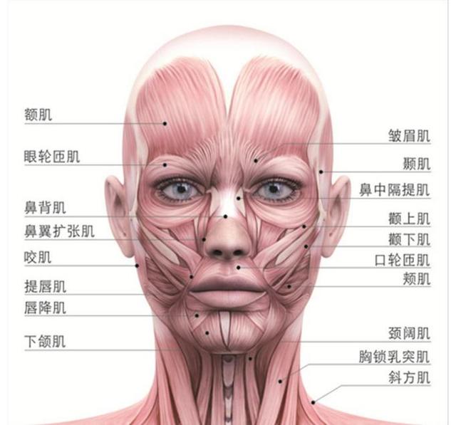 化妆师要想塑造出理想的妆容，少不了全面了解