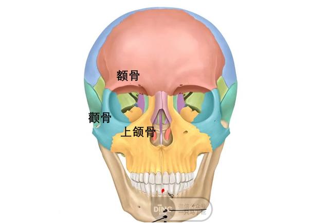 颧骨高与命运的联系是什么？颧骨有什么预兆？