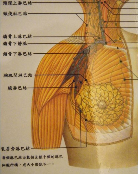 胸上长痣的位置与命运，你知道吗？