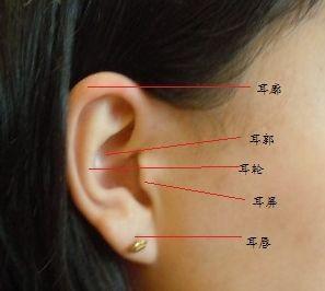 双耳形状看人生，解析金耳、水耳的运势与特点