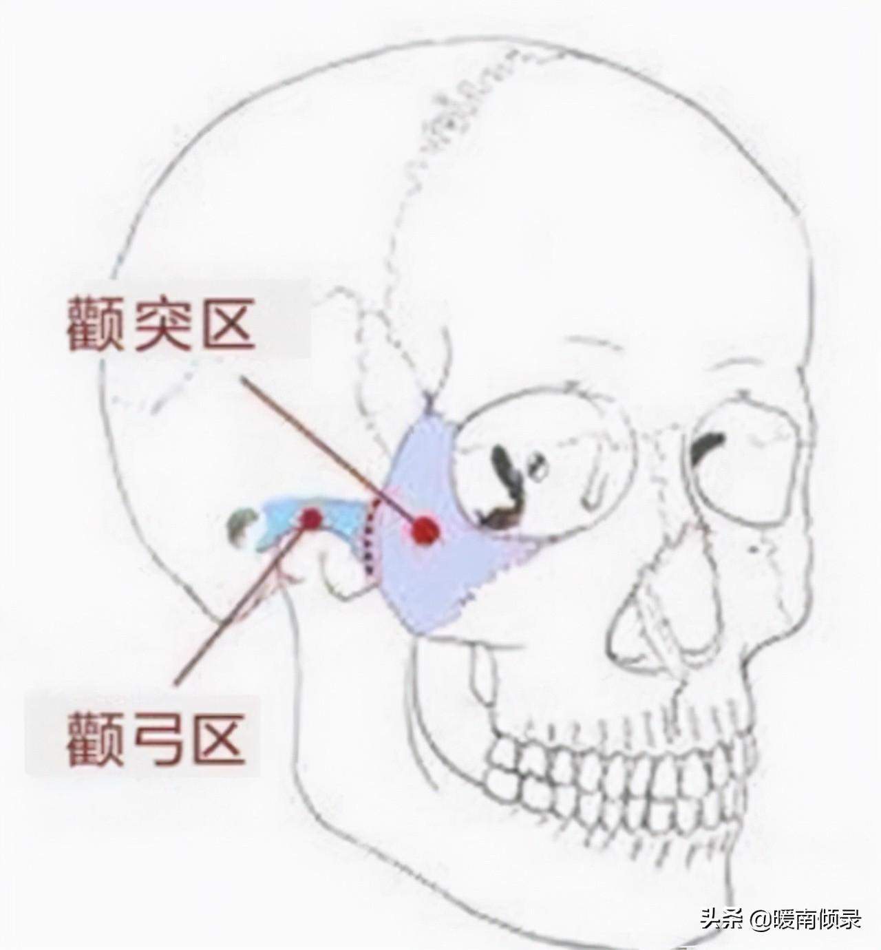 古人云：头生九龙骨，早晚必显贵，九龙骨究竟是什么？